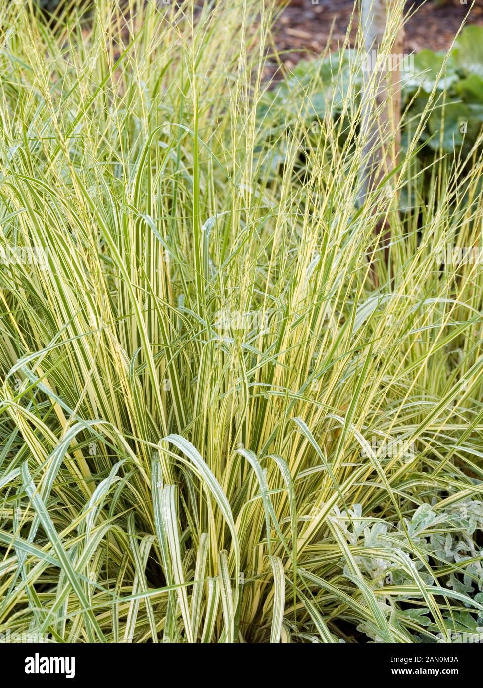 MOLINIA CAERULEA VARIEGATA (viola MOOR ERBA) Foto Stock