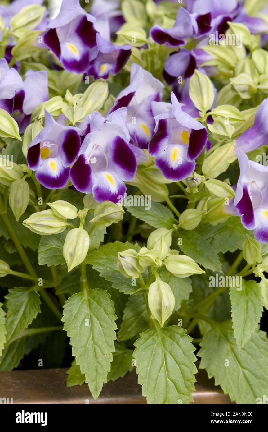 TORENIA FOURNIERI CLOWN BLU Foto Stock