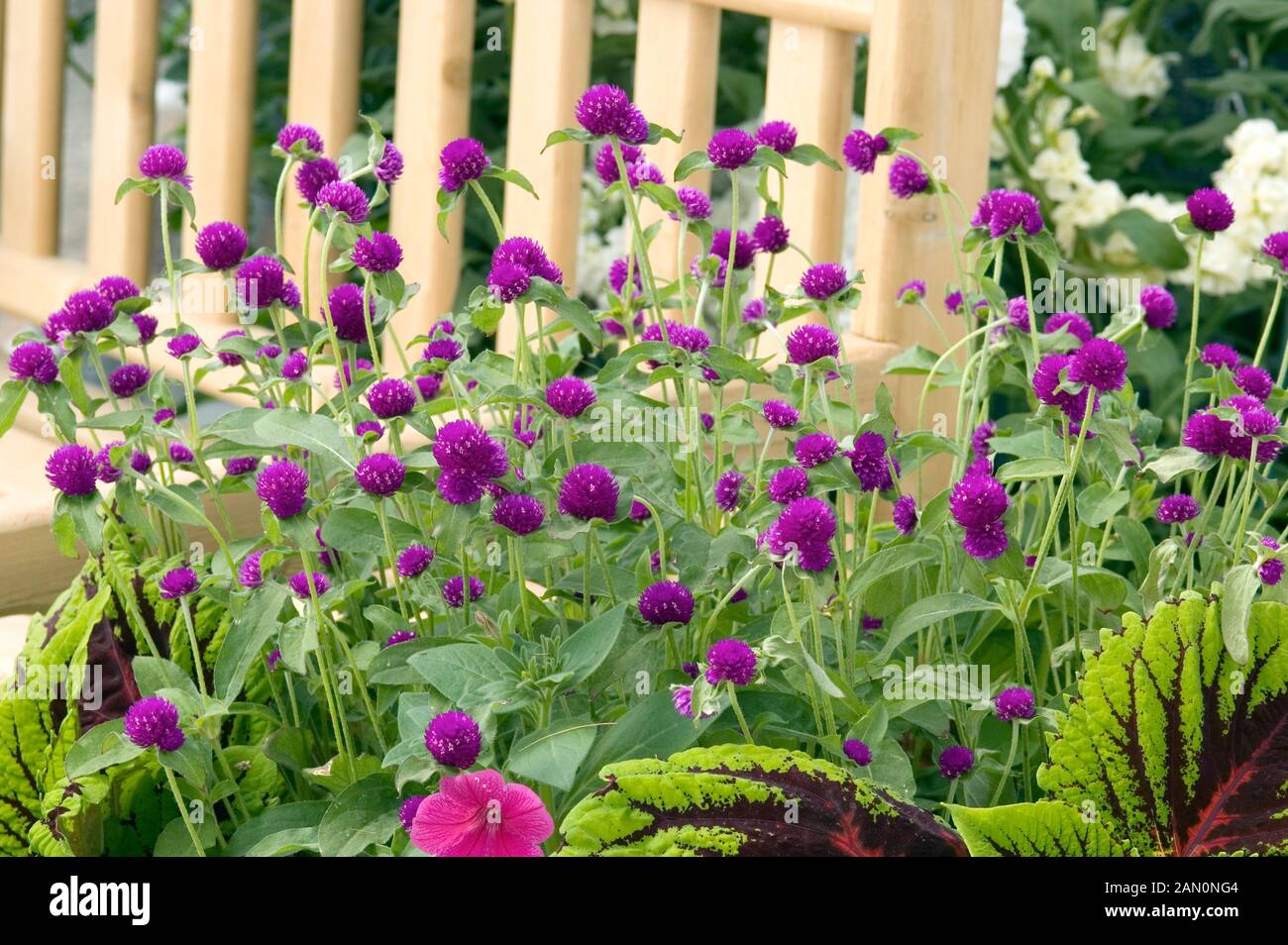 GOMPHRENA GLOBOSA TUTTO VIOLA Foto Stock