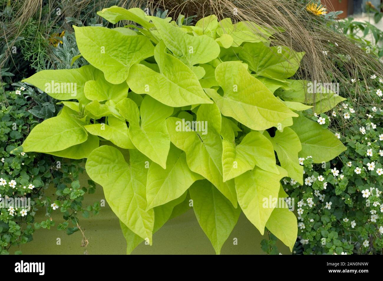 IPOMOEA BATATAS MARGARITA Foto Stock