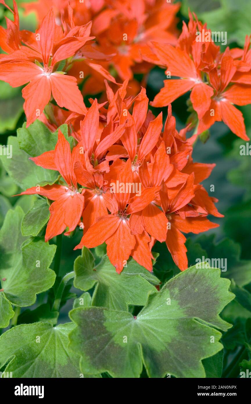 PELARGONIUM PELTATUM GRAFFITI FIRE Foto Stock