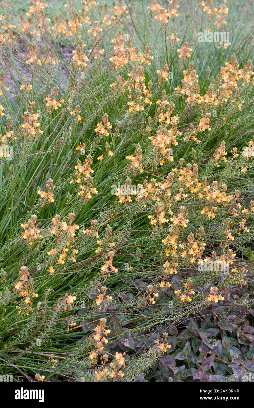 BULBINE FRUTESCENS ARANCIONE Foto Stock