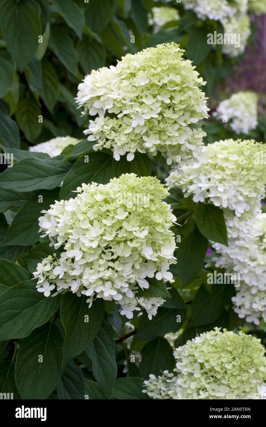 HYDRANGEA PANICULATA LIMELIGHT Foto Stock