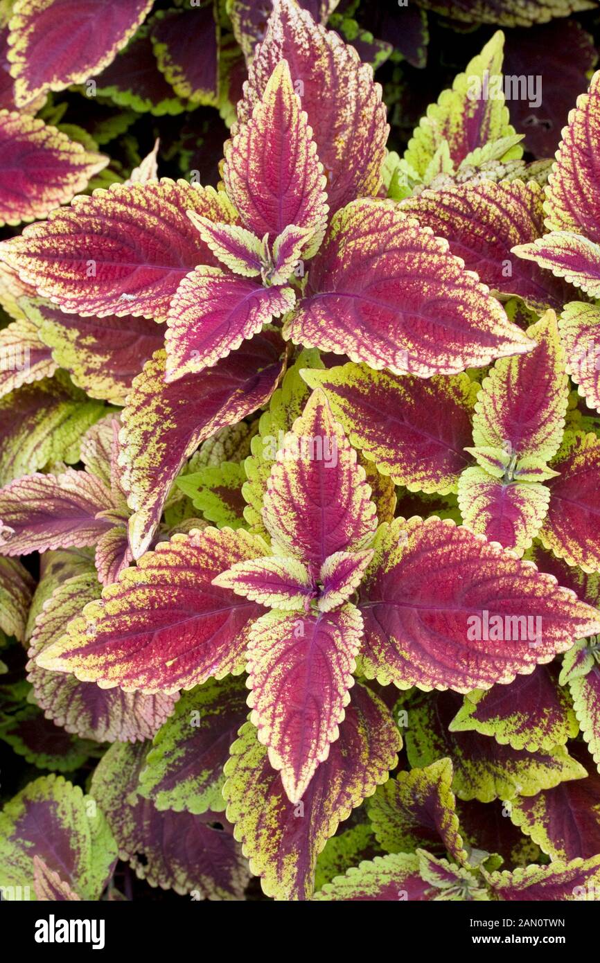 COLEUS "D'Oro" di bordo Foto Stock