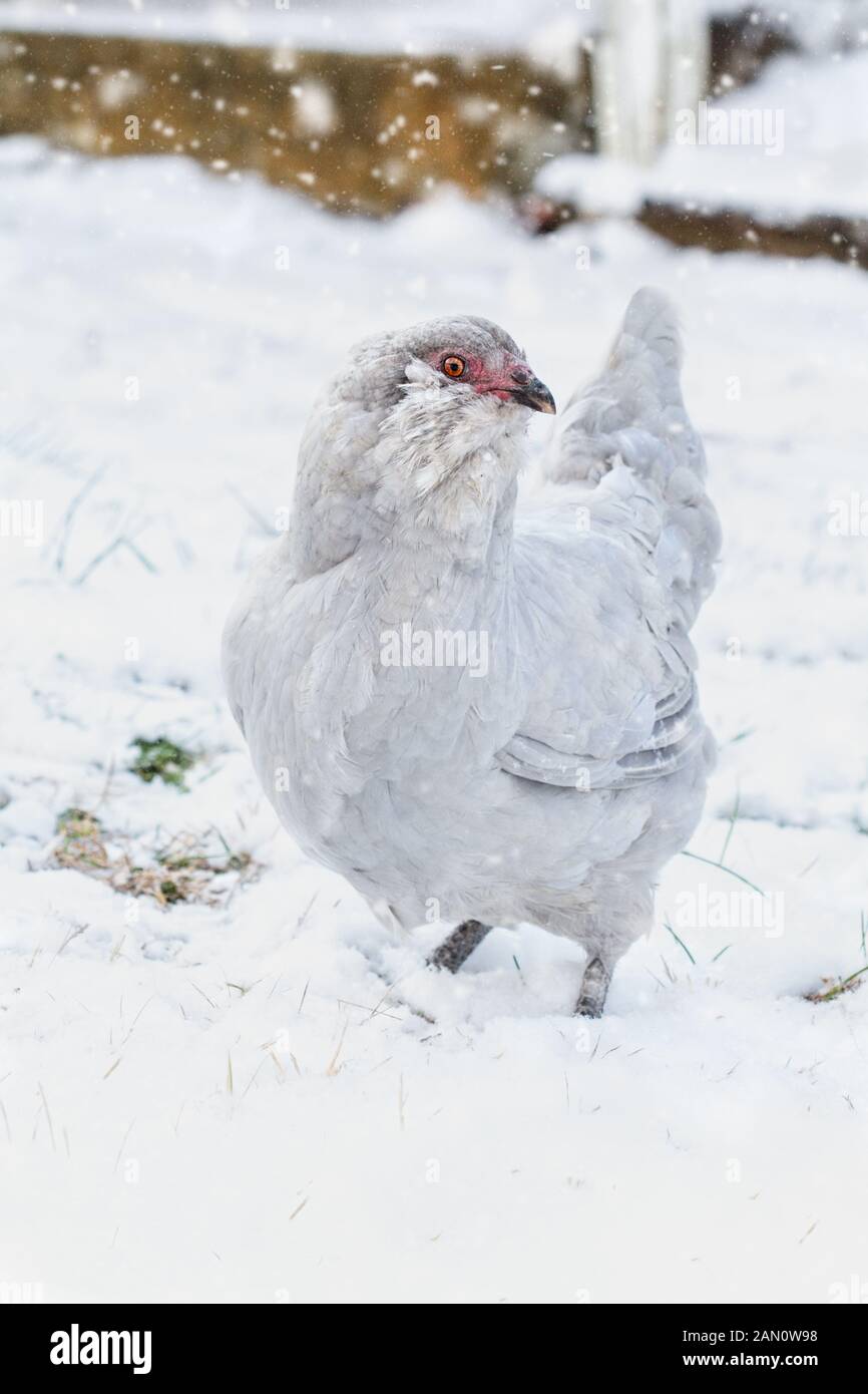Scelta libera di razza pura lavanda vera (Auto Blu) Ameraucana lavanda o gallina Araucana passeggiate nel cortile durante una tempesta di neve. Messa a fuoco selettiva su chooks Foto Stock
