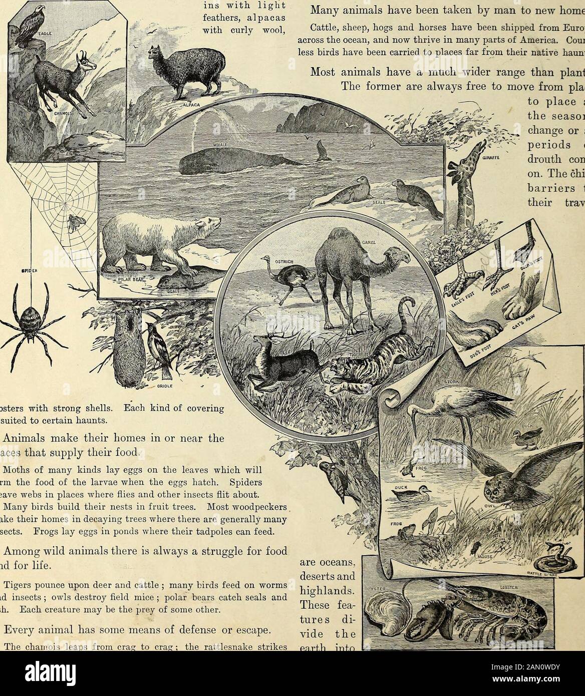Geografia Avanzata . ABITS E USI. Le balene che vivono in mari polari hanno strati spessi di grasso, o blubber, per evitare che l'acqua ghiacciata aggiri i muscoli. Le foche sono ricoperte di pelliccia calda, rob-ins con piume luminose, alpacasr^^V con lana curly, Ogni tipo di creatura ha il tipo di copertura che possono essere veloci e forti, ma non possono vivere insuits la sua casa natale. Regioni che non forniscono il loro cibo. Le calde parti del Vecchio mondo sono la casa dell'elefante della giraffa. Che cosa impedisce a questi animali di raggiungere SouthAmerica? Perché i bovini non possono attraversare grandi deserti? Molti animali Foto Stock