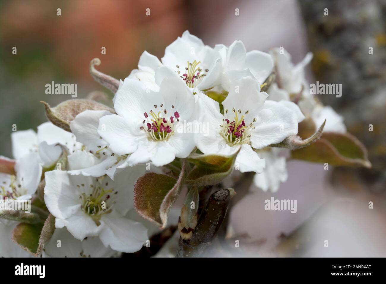 PYRUS PYRIFOLIA ASIAN PERA FIORE Foto Stock