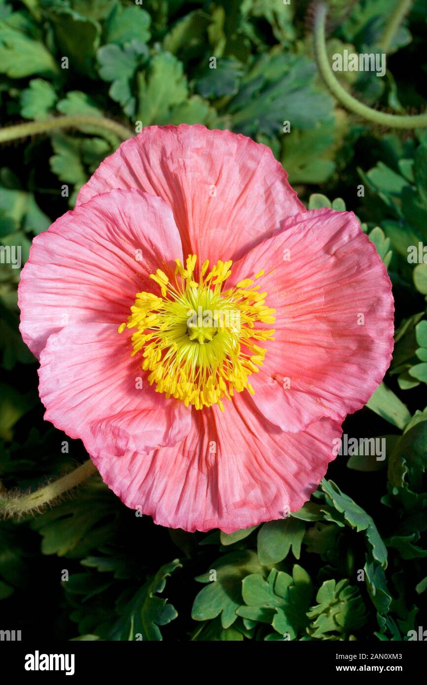 PAPAVER NUDICAULE ROSA Foto Stock