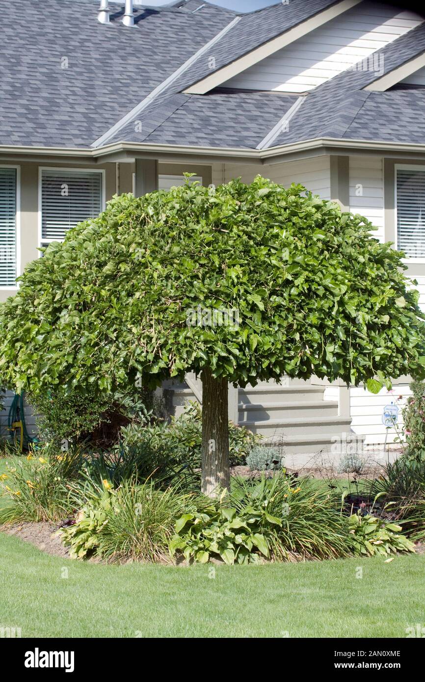 BETULA PENDULA YOUNGII- STANDARD Foto Stock