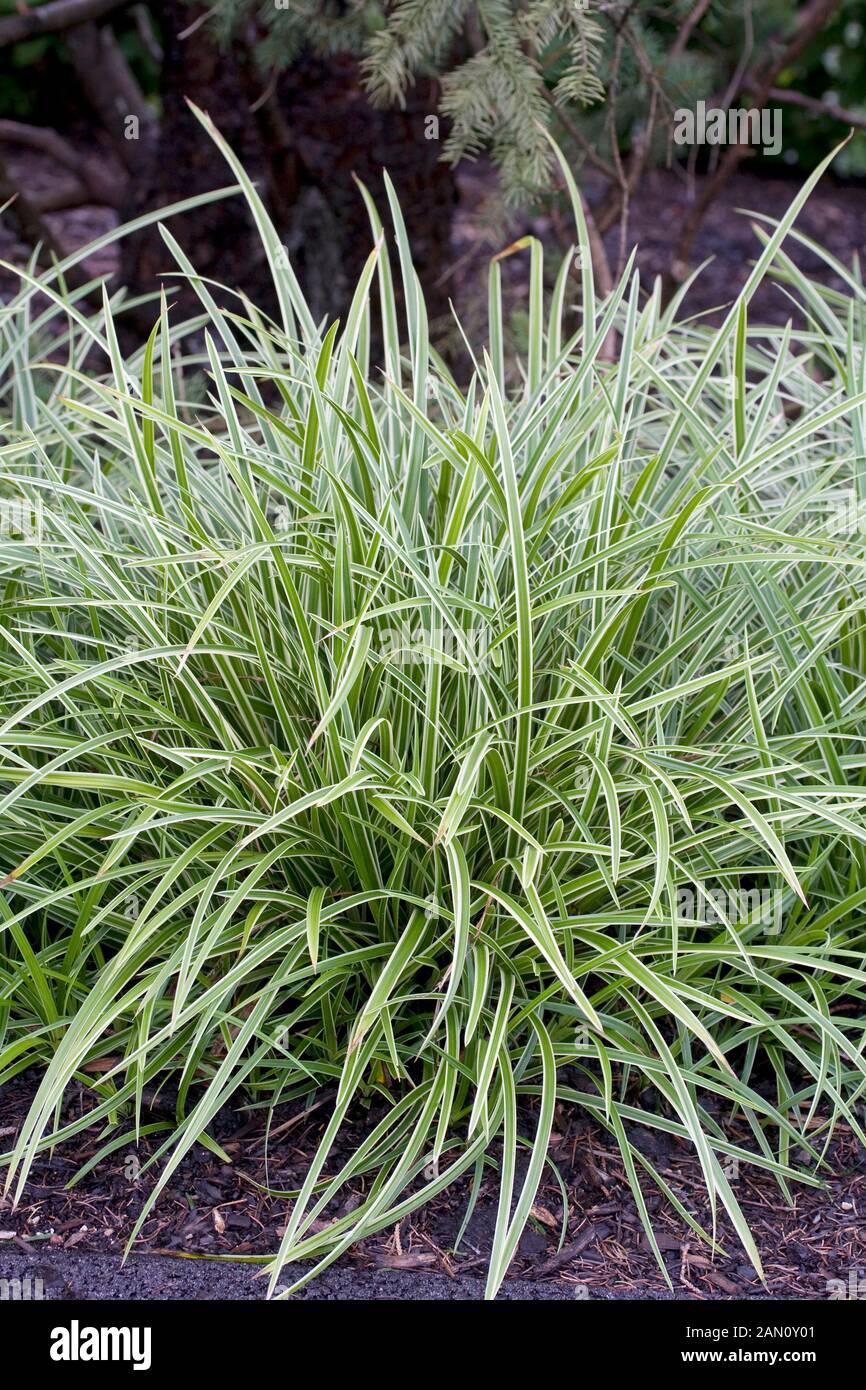 CAREX MORROWII "danza su ghiaccio' Foto Stock