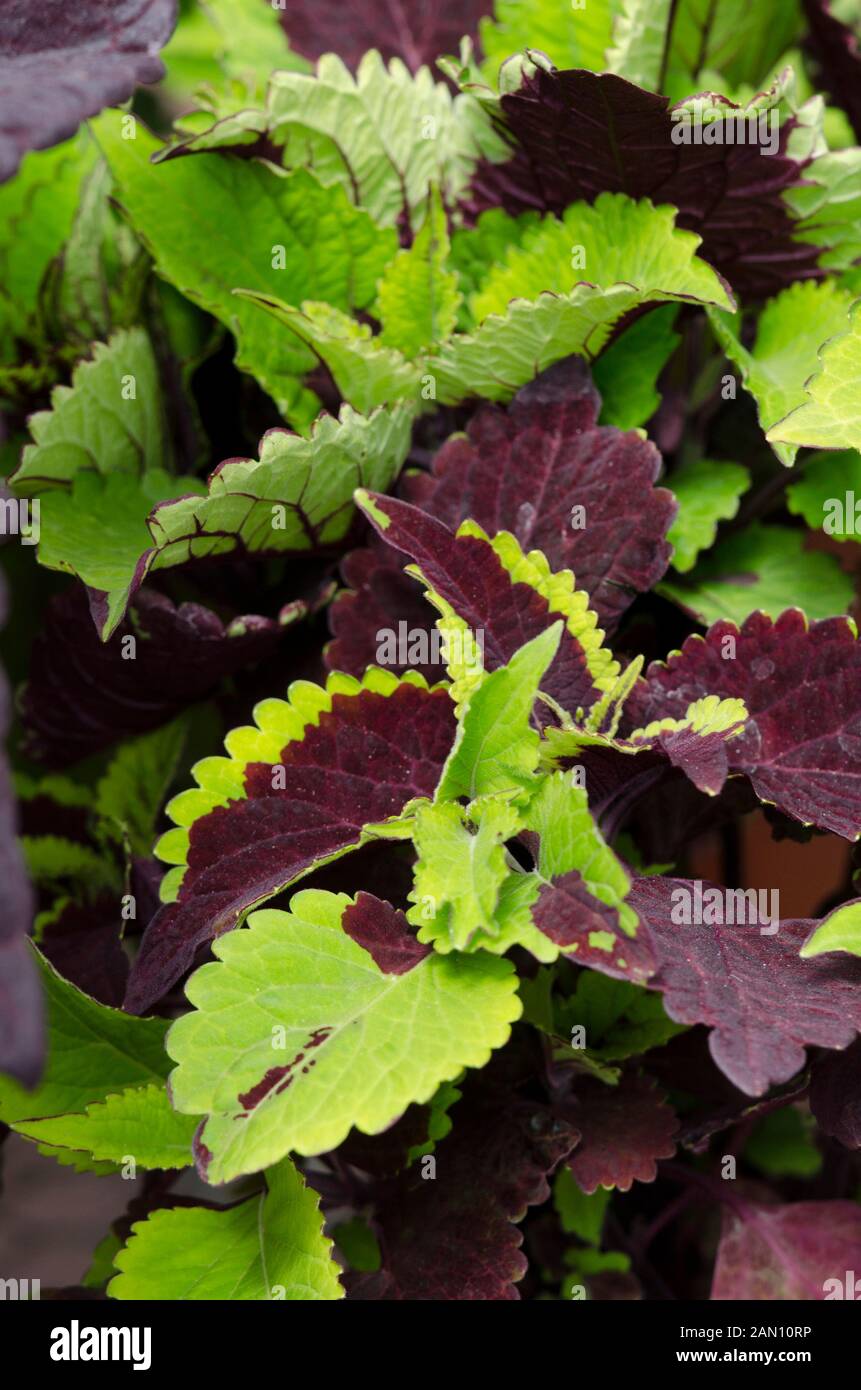 COLEUS "CIOCCOLATO SPLASH' Foto Stock