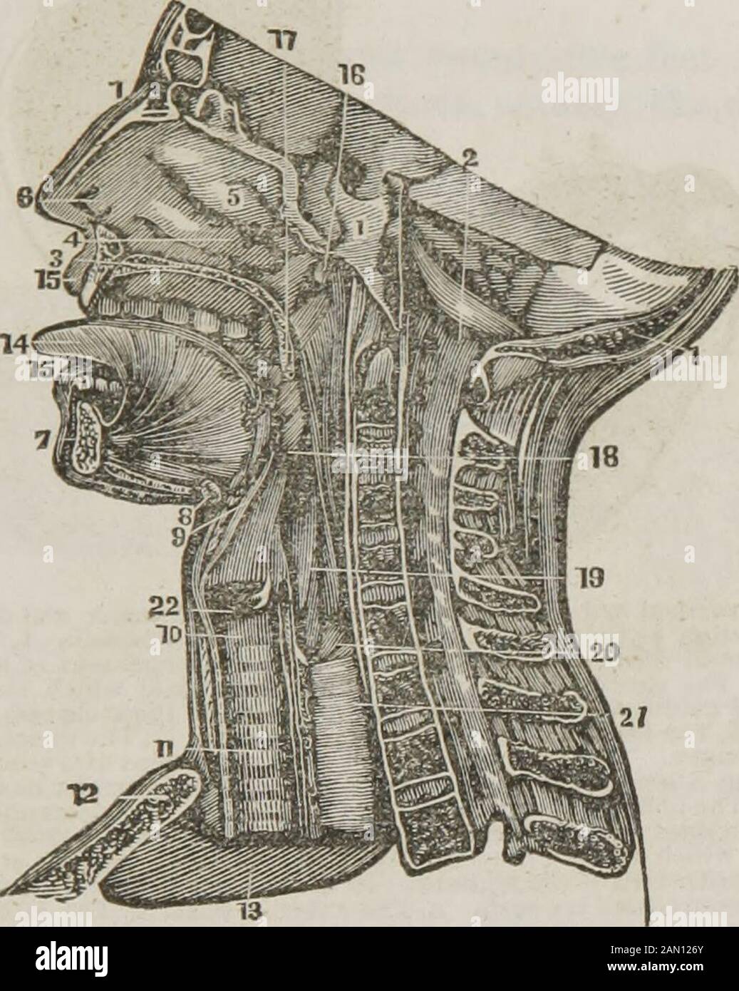 Anatomia e fisiologia : progettata per accademie e famiglie . ips; da ogni lato dalla superficie interna delle guance; sopra dal palato duro e dai denti della torretta; sotto dalla lingua e dai denti della mascella inferiore; behindby il palato molle e fauces. La faringe, dal greco farugx, la rondine, è una sacca membranosa amuscolare, situata sulla parte superiore della colonna vertebrale. Si estende dalla base del teschio alla sommità della trachea o del tubo del vento. È composedof membrane muscolari e mucose, vasi sanguigni e nervi. Le narici posteriori, o narici, si aprono nella parte superiore e fr Foto Stock