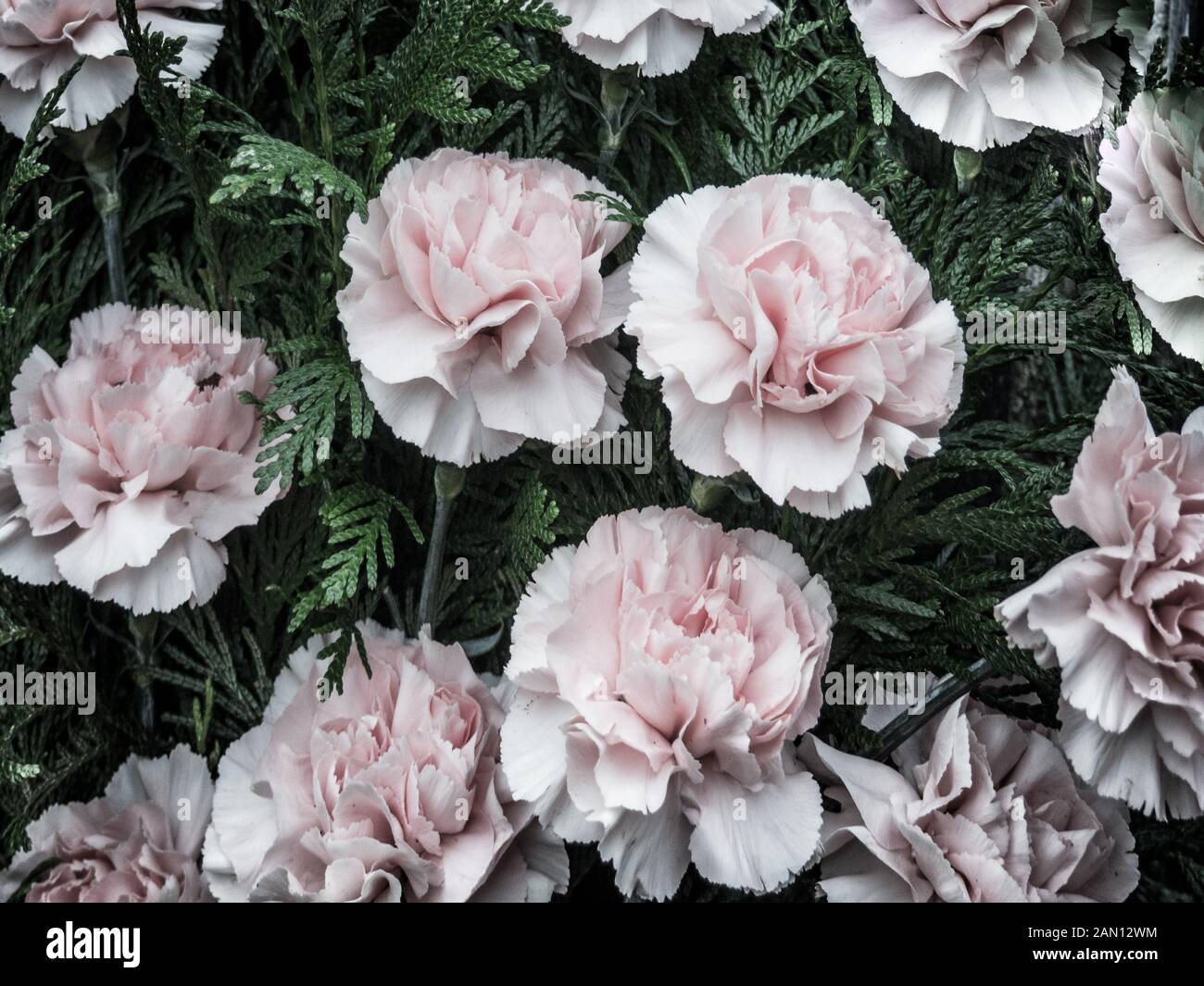 Fiori sfondo con fiori e rosa Foto Stock