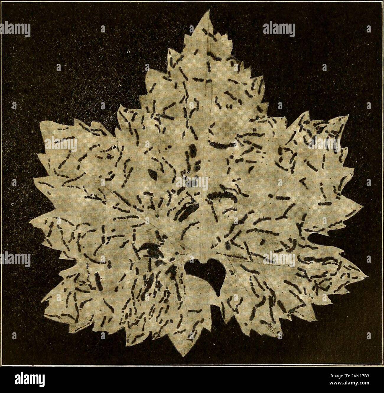 I frutti della California e come coltivarli; Ng il vento e praticamente nessuna tramogge scapperà.se, tuttavia, il giorno è calmo e caldo e le tramogge sono parti-cularmente attive una tenda può essere fatta cadere facilmente sul lato aperto mentre la gabbia è spinta sulla vite, e impedirà qualsiasi fromescaping. L'apertura a V che potrebbe consentire alle tramogge di cadere sul terreno davanti alla vite può essere ricoperta di tela, come fol-lows : Prendere due pezzi di tela circa la forma dell'apertura e un po' più largo. Raddoppia questo una volta su se stesso e tra i due cuci in pezzi di tre-quarti di pollice r Foto Stock