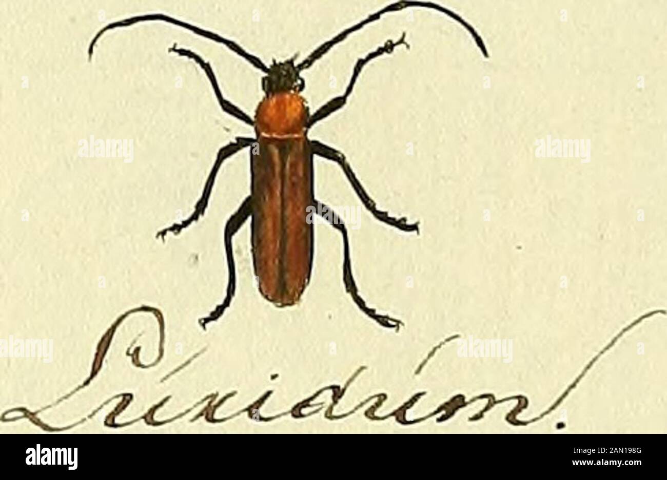 Entomologie, ou, Histoire naturelle des insettes : avec leurs caractères génériques et spécifiques, leur description, leur sinonimi mie, et leur enluminée . 7-. ^y>r^o.. JO. Foto Stock