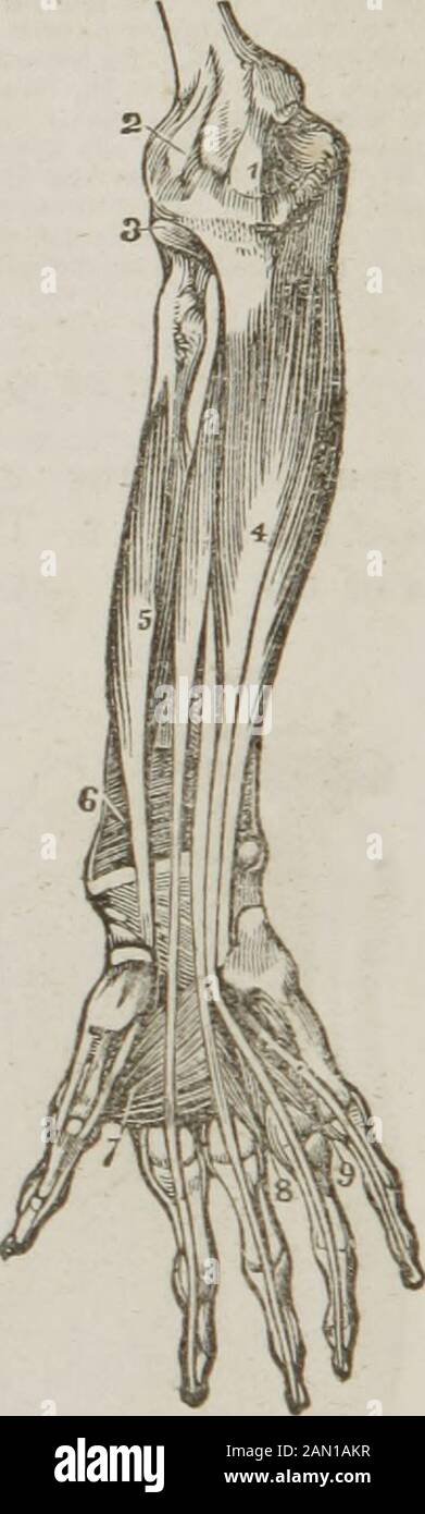 Anatomia e fisiologia : ideato per le accademie e le famiglie . Fig. 68. Rappresenta la conca superficiale dei muscoli sull'aspetto anteriore del braccio anteriore. 1, la parte inferiore del muscolo bicipite, con il suo tendine. 2, una parte dell'Aamicus brachiale vista sotto il BI&lt; eps. 3, una parte del triceps. 4. Die pronatorraggi teres. 5, il flessor carpi radtalis. 6, il palmaris longus. 7, Uno dei fasci-culi della digitoruina Flexor sublimis; il resto del muscolo è visto sotto i tendonsdei longus di pathnaris e flexor carpi radiale è. 8, il flessor carpi ulnaris. 9, fascia di Thepalmar. 10, Th Foto Stock
