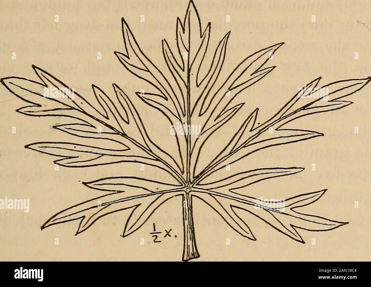 Un compagno della farmacopia degli Stati Uniti; . Fig. 8.-Aconite, parte superiore flowering ridotto; a, sezione di fiore; &, fiore con sepsi rimosso. Riscaldare il liquido teso a 200°F., coagulare nuovamente l'albume e il ceppo. Evaporare in bagno d'acqua alla consistenza dello sciroppo. A questo si aggiunge la clorofilla separata, e poi si prosegue l'evaporazione a caldo non superiore a 140° F. agitando assiduamente, fino all'estrazione della consistenza appropriata. FARMACOPEA DEGLI STATI UNITI. 03 verde Brunastro. Dose: Da 0,015 a 0,03 grammi (£ a £ granella). Attenzione: Questo estratto, venduto sul mercato come EnglishExtr Foto Stock