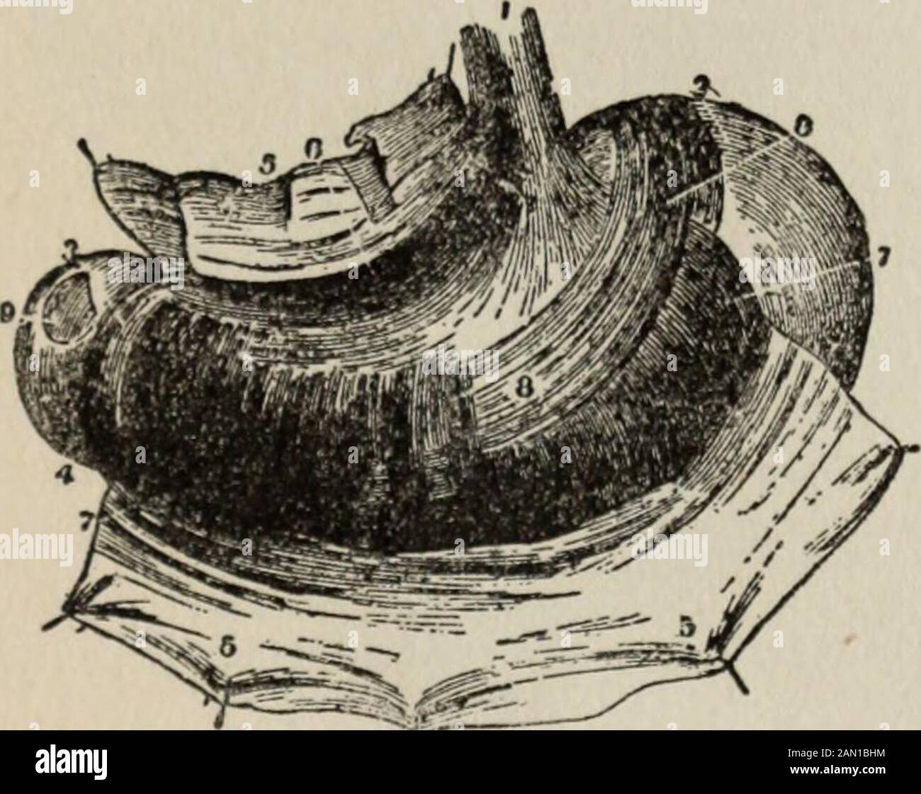 Conoscenza della salute : conoscenza approfondita e concisa della prevenzione, delle cause e dei trattamenti della malattia, semplificata per uso domestico. L'em-barrastment dell'azione del cuore e di respirare somethimessperimentato dalla dispeptics. In molti individui, tuttavia, particolarmente dell'alto, slendertype, lo stomaco occupa una posizione più bassa nell'addome. In caso di estrema ptosi, l'intero organo può essere al di sotto della levelof dell'ombelico. Lo stomaco è attaccato all'apertura cardiaca all'oguletto, e a questo punto è ulteriormente fissato al diaframma da un legamento. Un'ampia banda di peritoneum (piccolo omentum) Foto Stock
