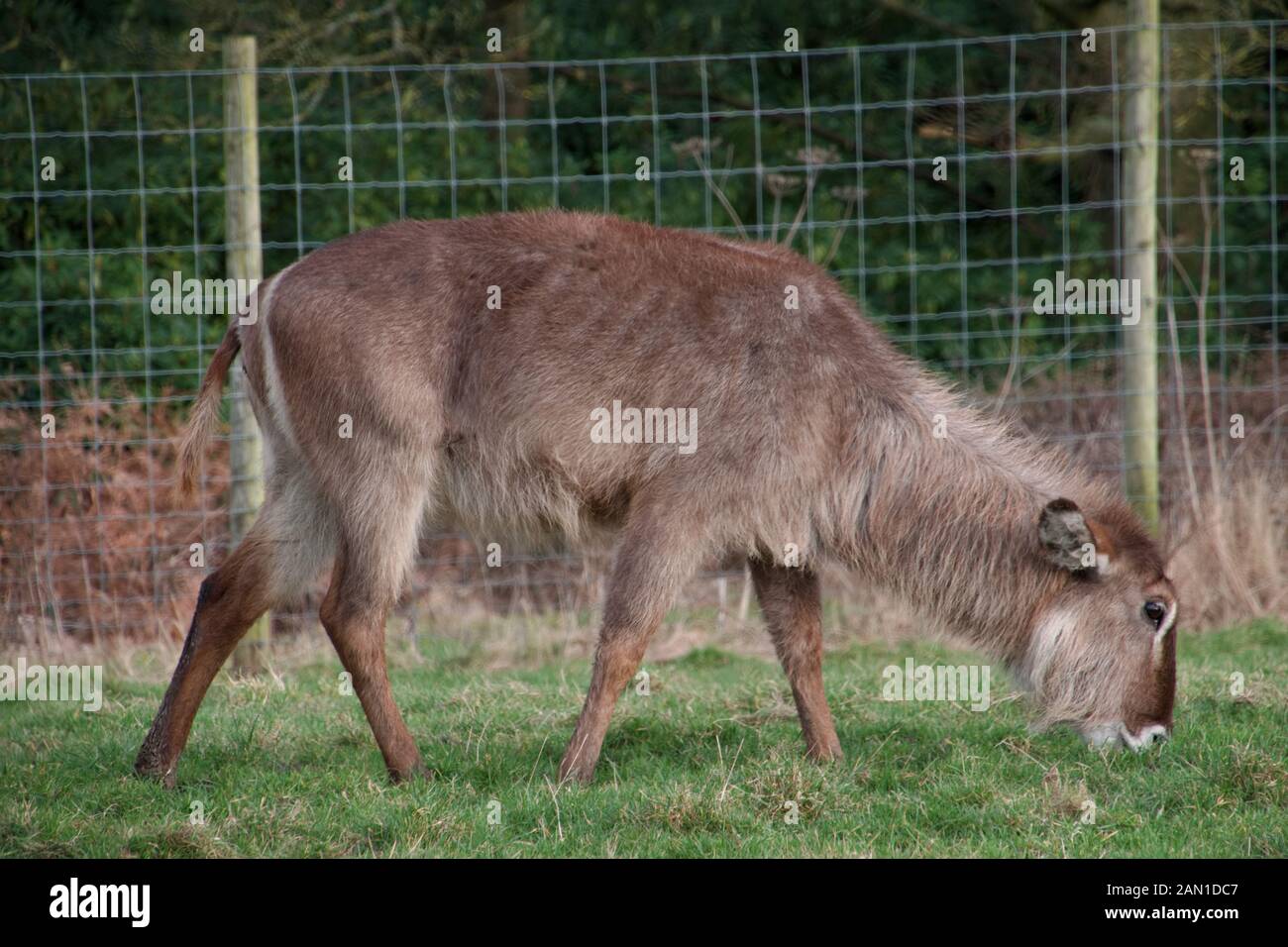 Femmina - waterbuck Kobus ellipsiprymnus - pascolo a Knowsley Safari Park, Merseyside, Regno Unito. Foto Stock