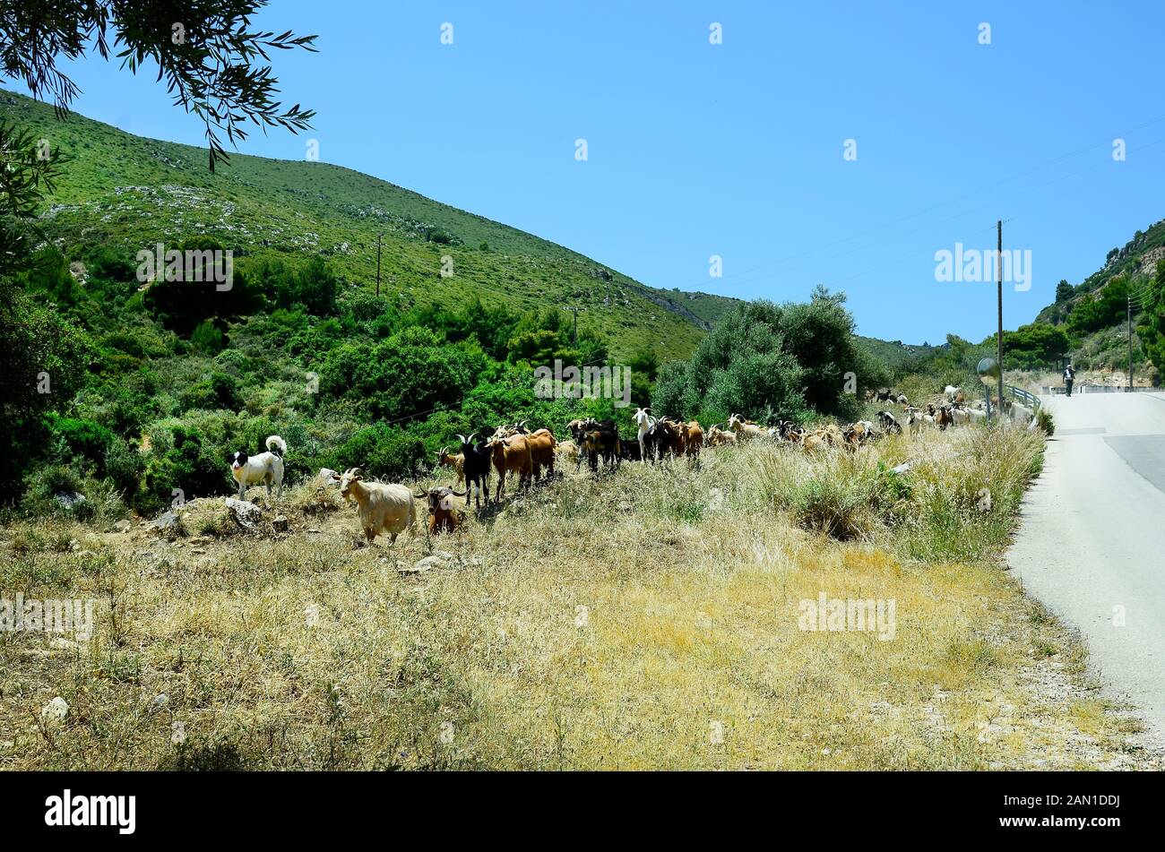 Lithakia, Grecia - 27 Maggio 2016: Unidentified pastore dietro il suo gregge di capre che conduce dal cane pastore Foto Stock