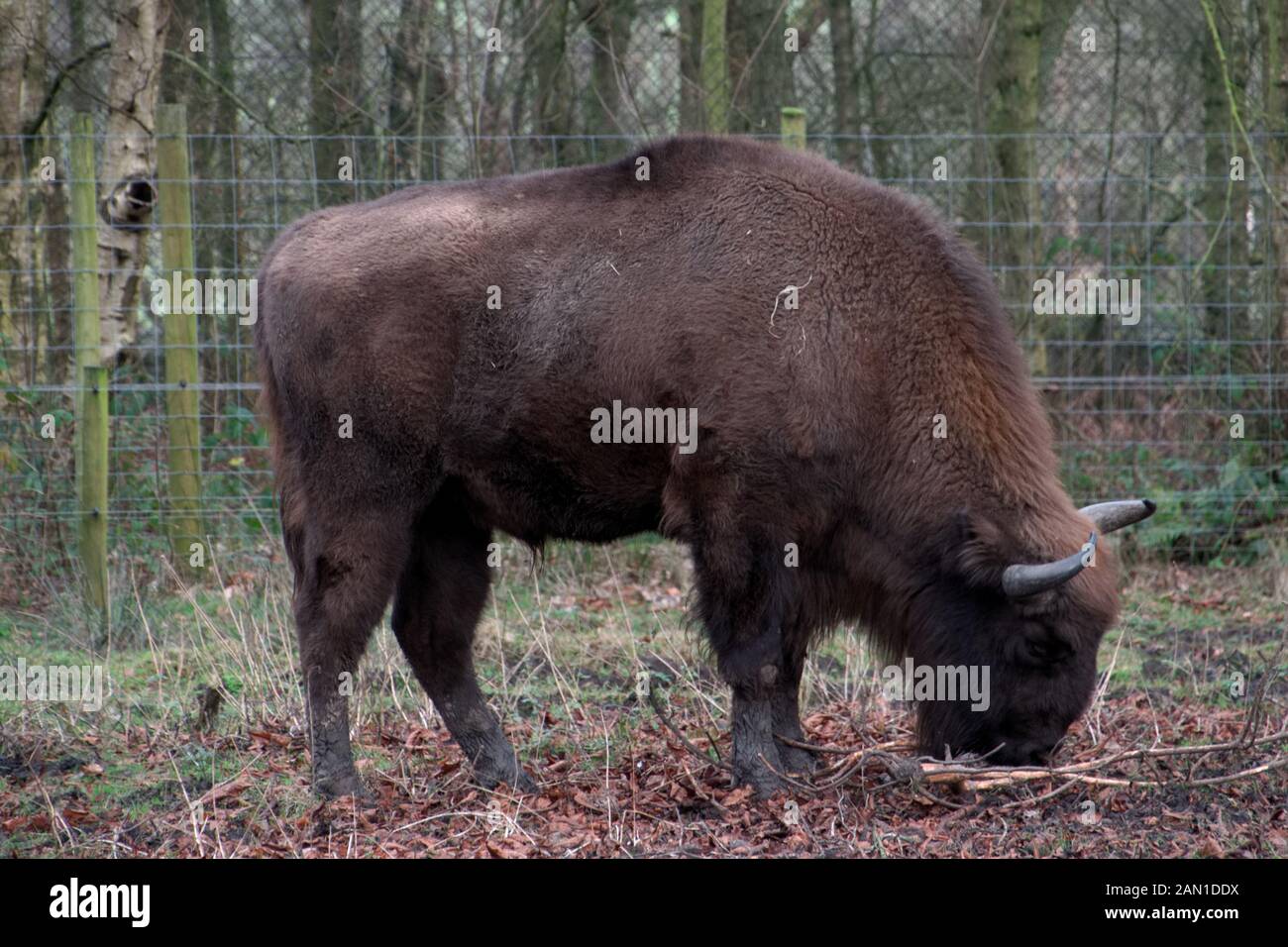 Il bisonte europeo - Bison bonasus - pascolo a Knowsley Safari Park, Merseyside, Regno Unito. Foto Stock