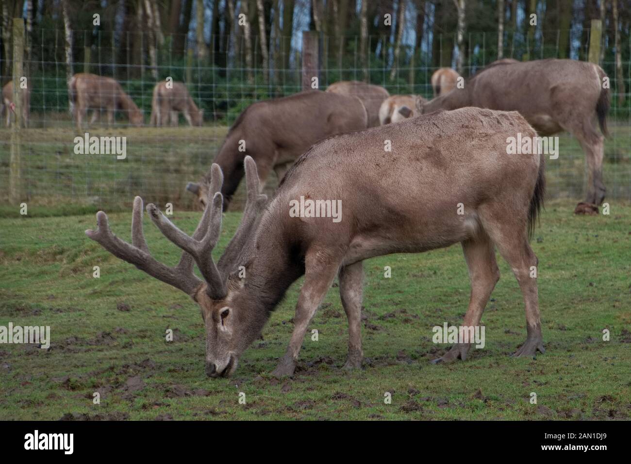 Pere David cervi - Elaphurus davidianus - pascolo a Knowsley Safari Park, Merseyside, Regno Unito Foto Stock