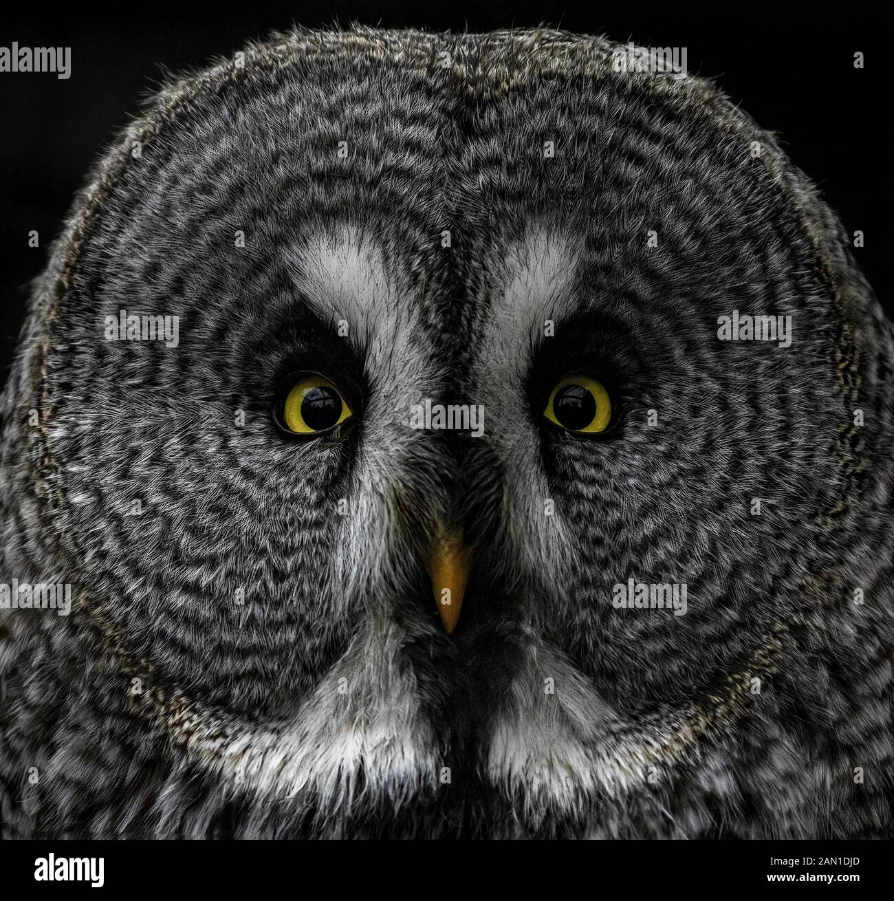 Grande Gufo grigio ritratto (Strix nebulosa) Foto Stock