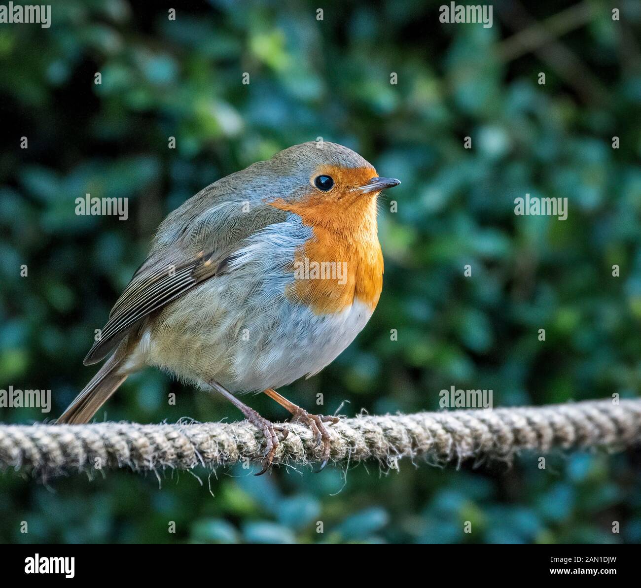 Unione Pettirosso appollaiato su una fune (Erithacus rubecula) Foto Stock
