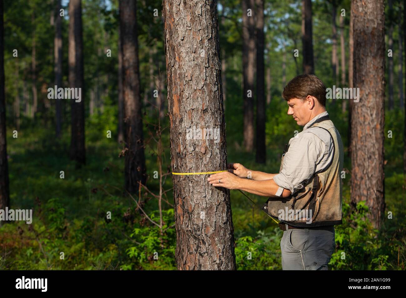 Misurare alberi di pino. Foto Stock