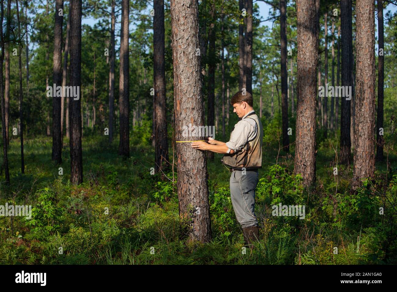 Misurare alberi di pino. Foto Stock