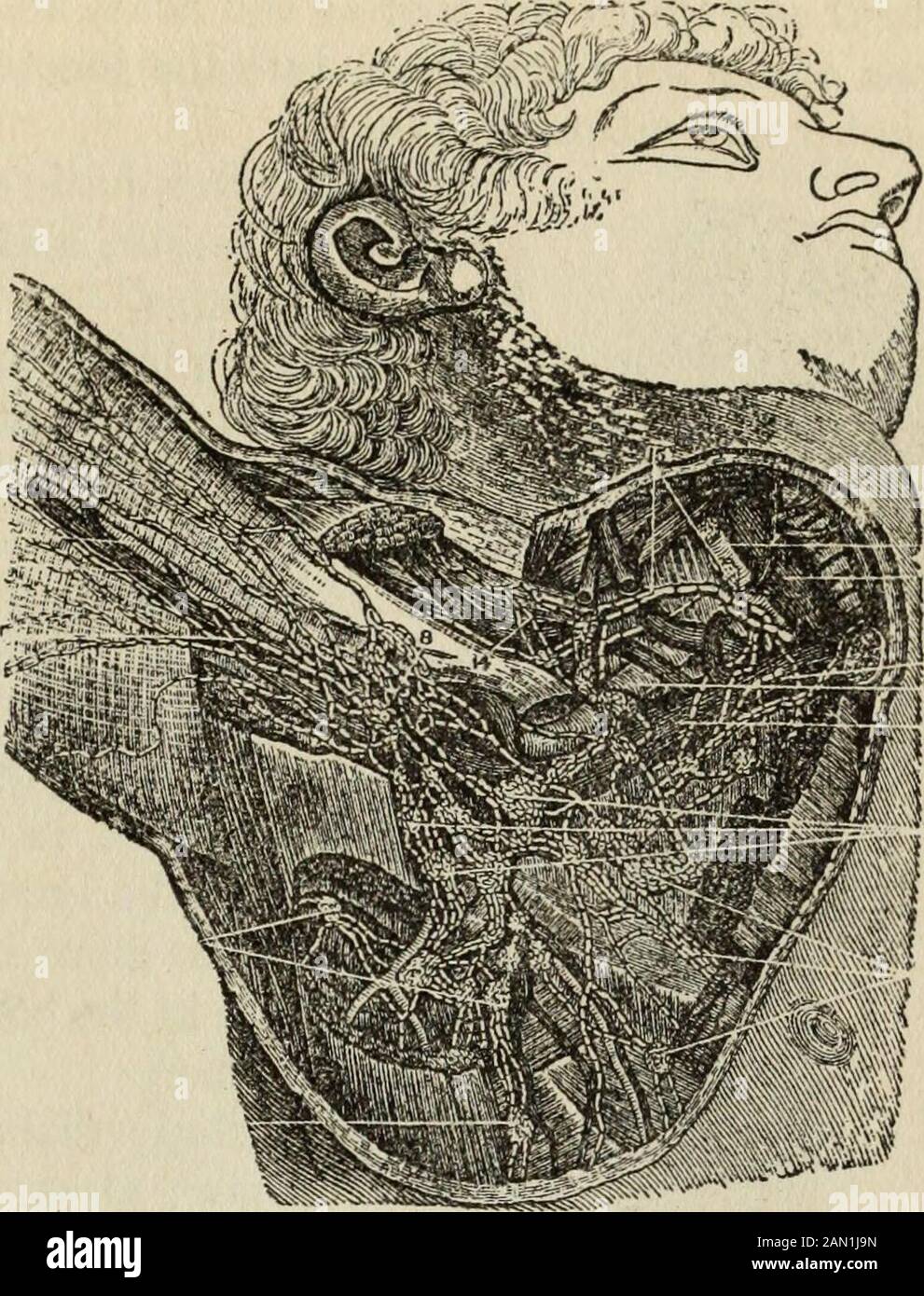 Conoscenza della salute : conoscenza approfondita e concisa della prevenzione, delle cause e dei trattamenti delle malattie, semplificata per uso domestico . Il Grande e il piccolo Intestino. Dente un grembiule peritoneale, il maggiore entum, formato da un doppio strato di peritoneo, lo strato anteriore derivato dal greatersac e il posteriore dal sacco minore. Il SISTEMA LINFATICO Come le pareti dei vasi in cui il sangue scorre preventita di venire sempre in intimo contatto con le cellule dei thepistes (anche quando passa attraverso i capillariesivi più piccoli essendo presente uno strato di cellule interposte), è necessario Foto Stock