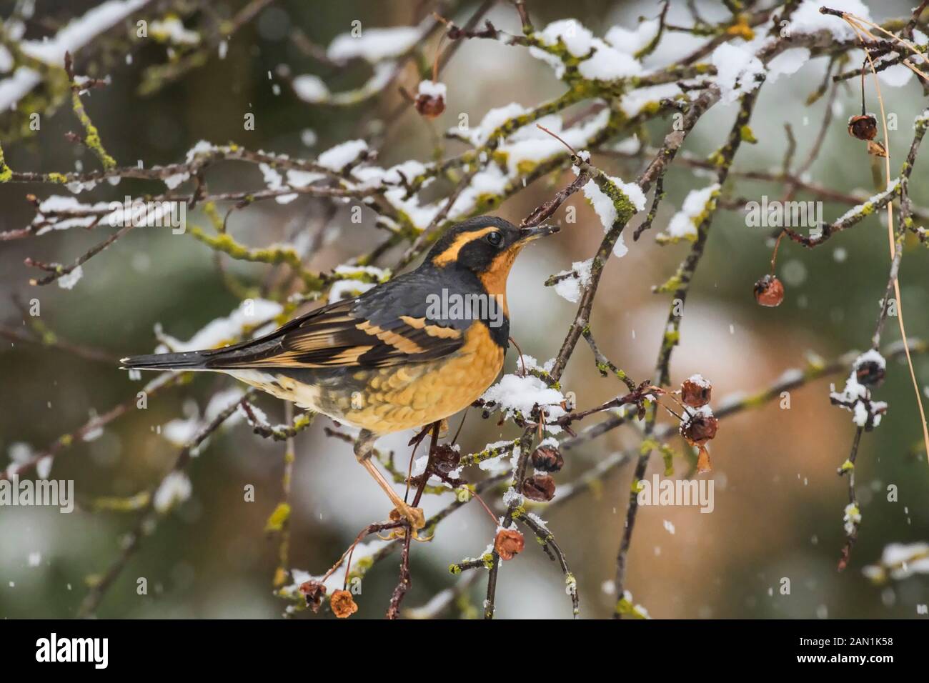 Un'emozione varia in un albero innevato alla ricerca di frutti di bosco. Foto Stock
