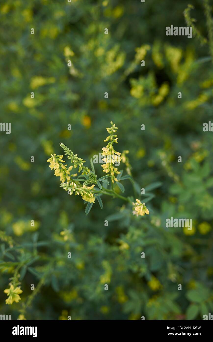 Fiore giallo di Melilotus officinalis Foto Stock