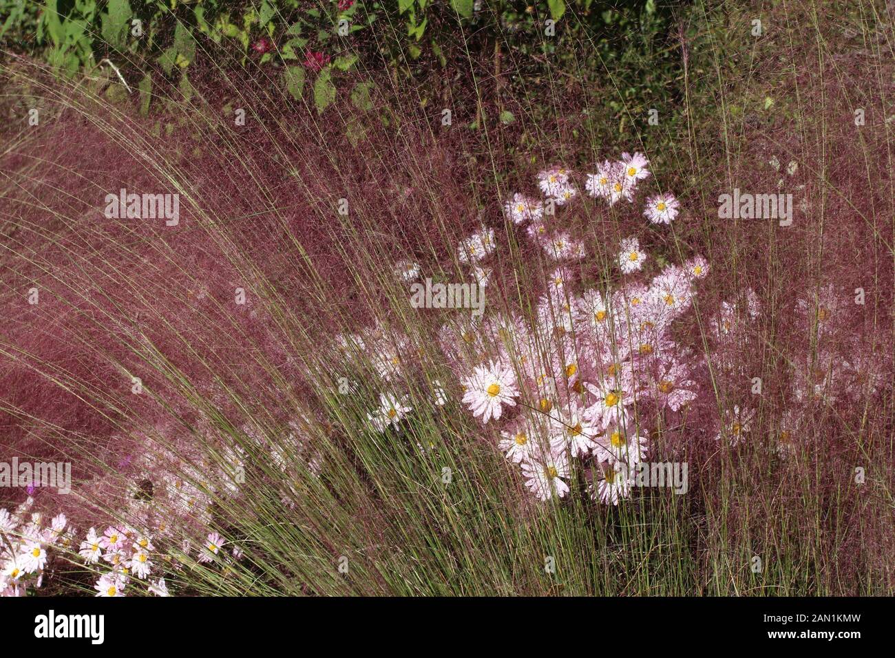 Un gruppo di Country Girl crisantemi vista attraverso l'ariosa gambi di Muhlenbergia capillaris, Rosa Muhly in autunno in North Carolina, STATI UNITI D'AMERICA Foto Stock