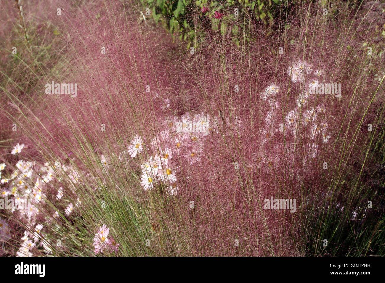 Un gruppo di Country Girl crisantemi vista attraverso l'ariosa gambi di Muhlenbergia capillaris, Rosa Muhly in autunno in North Carolina, STATI UNITI D'AMERICA Foto Stock