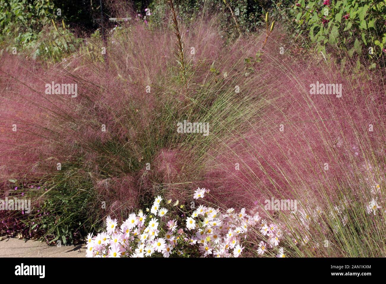 Un gruppo di Country Girl Chrysanthemumsin anteriore dell'ariosa gambi di Muhlenbergia capillaris, Rosa Muhly in autunno in North Carolina, STATI UNITI D'AMERICA Foto Stock