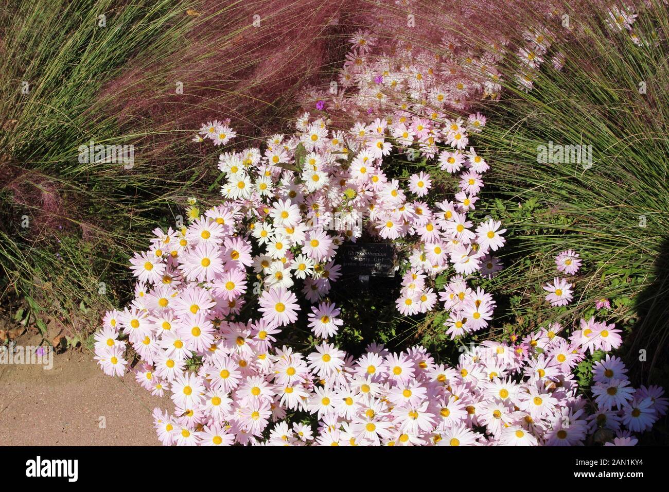 Un gruppo di Country Girl Chrysanthemumsin anteriore dell'ariosa gambi di Muhlenbergia capillaris, Rosa Muhly in autunno in North Carolina, STATI UNITI D'AMERICA Foto Stock