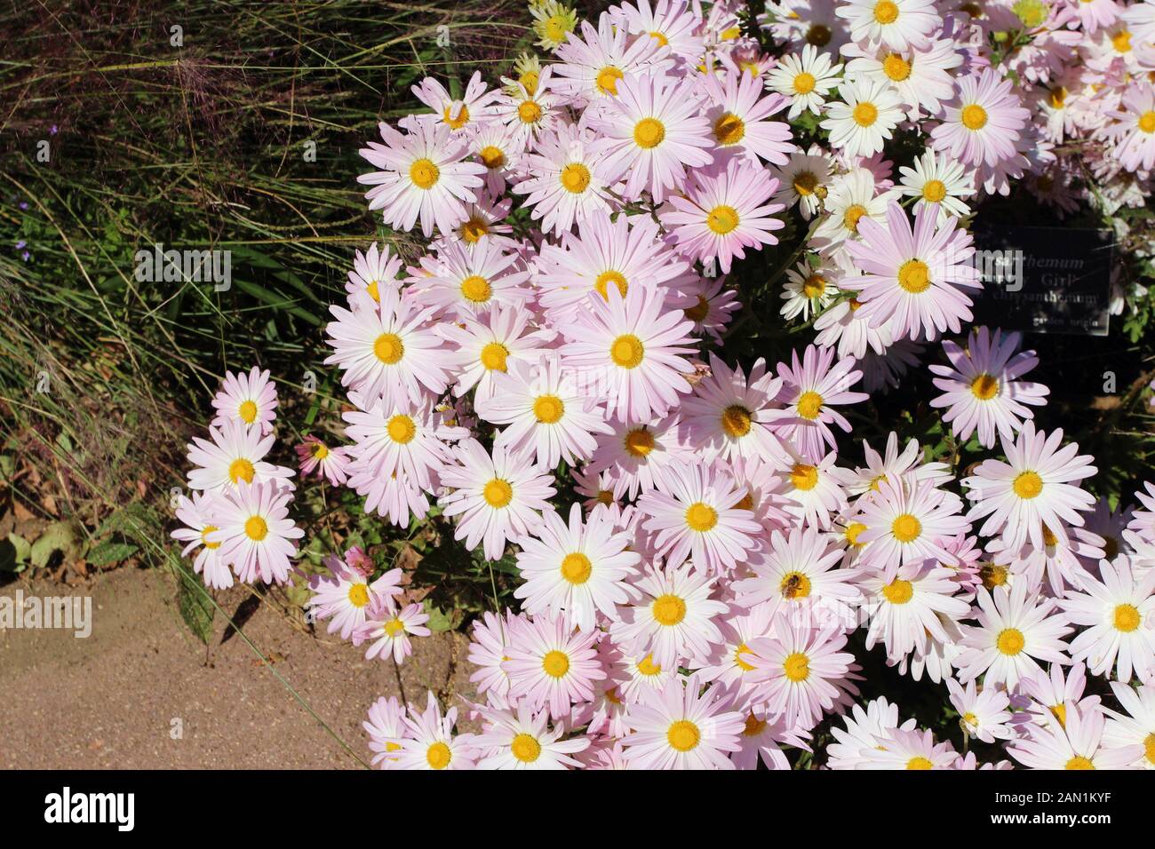Chiudere il gruppo di Country Girl crisantemi con api impollinare i fiori in autunno in North Carolina, STATI UNITI D'AMERICA Foto Stock