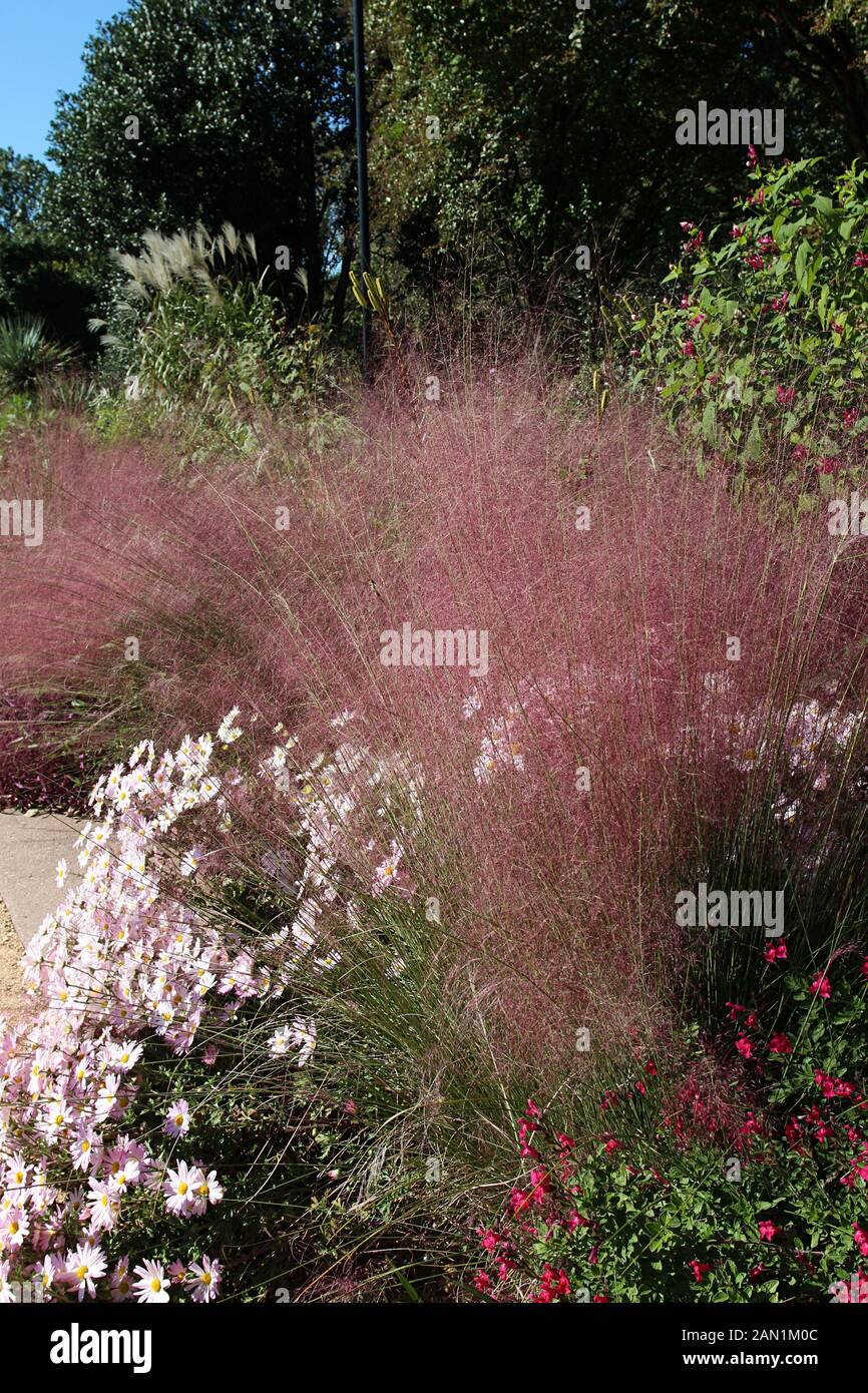 Un gruppo di Country Girl crisantemi e Muhlenbergia capillaris in un giardino in autunno in North Carolina, STATI UNITI D'AMERICA Foto Stock