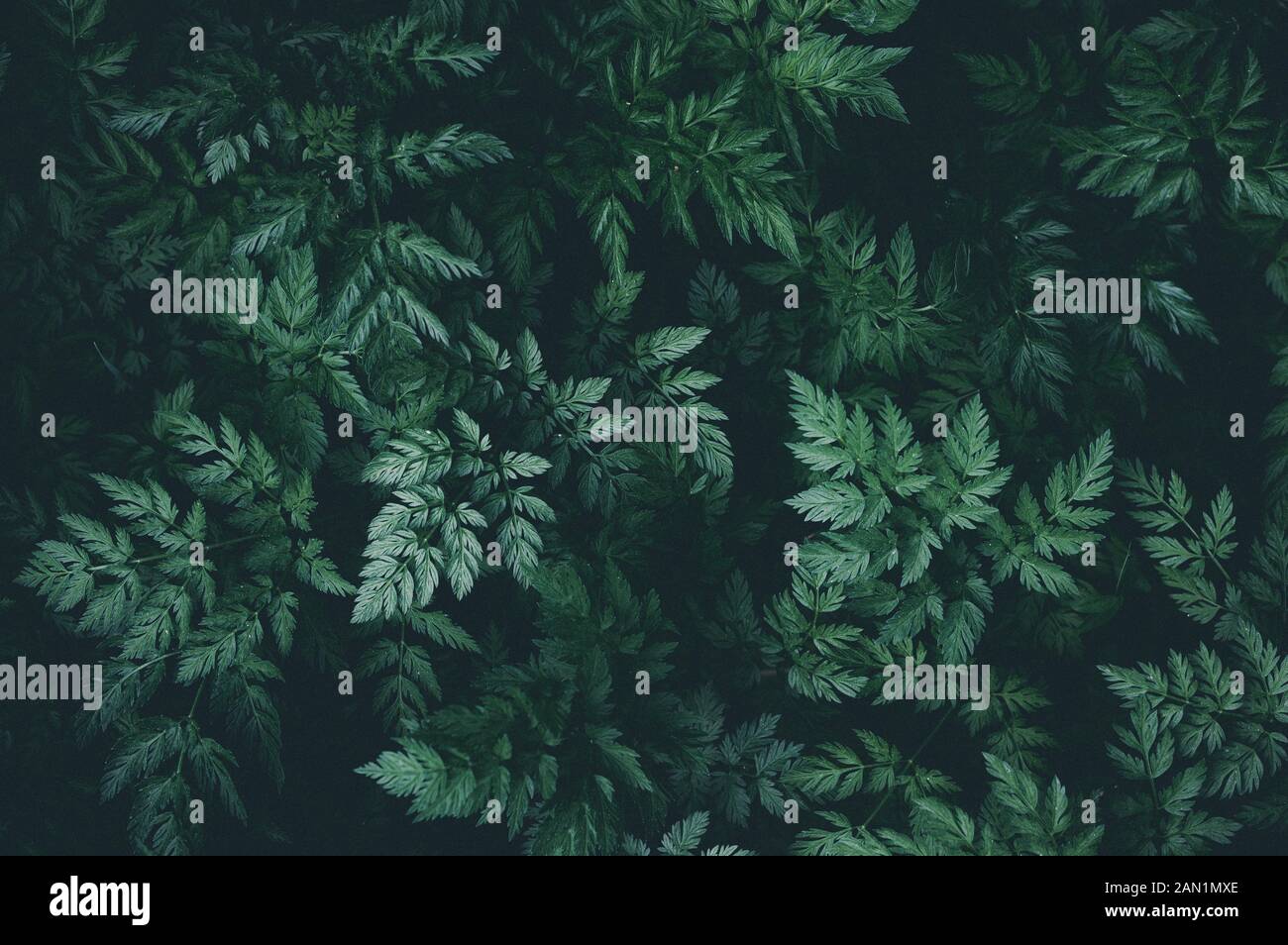 Foglie di colore verde scuro su sfondo nero nella foresta Foto Stock