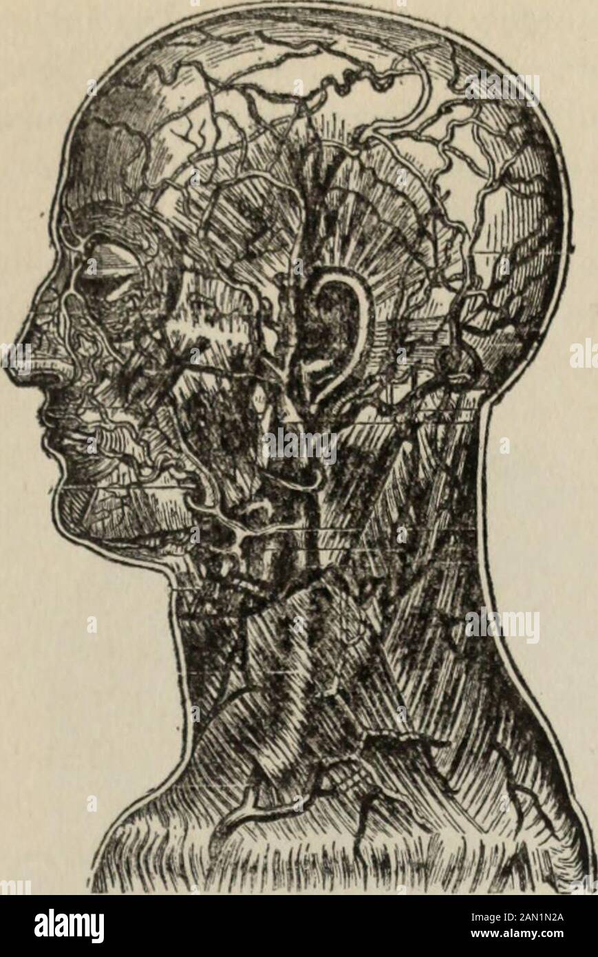 Conoscenza della salute : conoscenza approfondita e concisa della prevenzione, delle cause e dei trattamenti delle malattie, semplificata per uso domestico . Arterie e Vene Del Viso e del collo. 896 ANATOMIA E FISIOLOGIA. Vista laterale Delle Arterie andVeins della testa e del collo. Tlie fascia superficiale, alcune volte che accompagnano le arterie super-ficial; o vene profonde, che accompagnano le arterie, nel caso delle ar-teries più piccole due vene di solito AC-companying una arteria; vene orviscerali, che accom-pany le arterie agli organi dif-ferent. Tutte le vene sistemiche si tritano formando tre tronchi di forma uniforme che openin Foto Stock