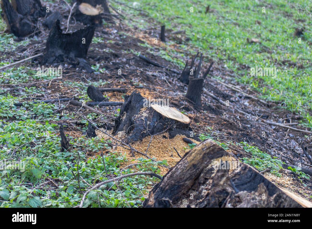 Cuted alberi e erba bruciata tra la strada e un campo Foto Stock