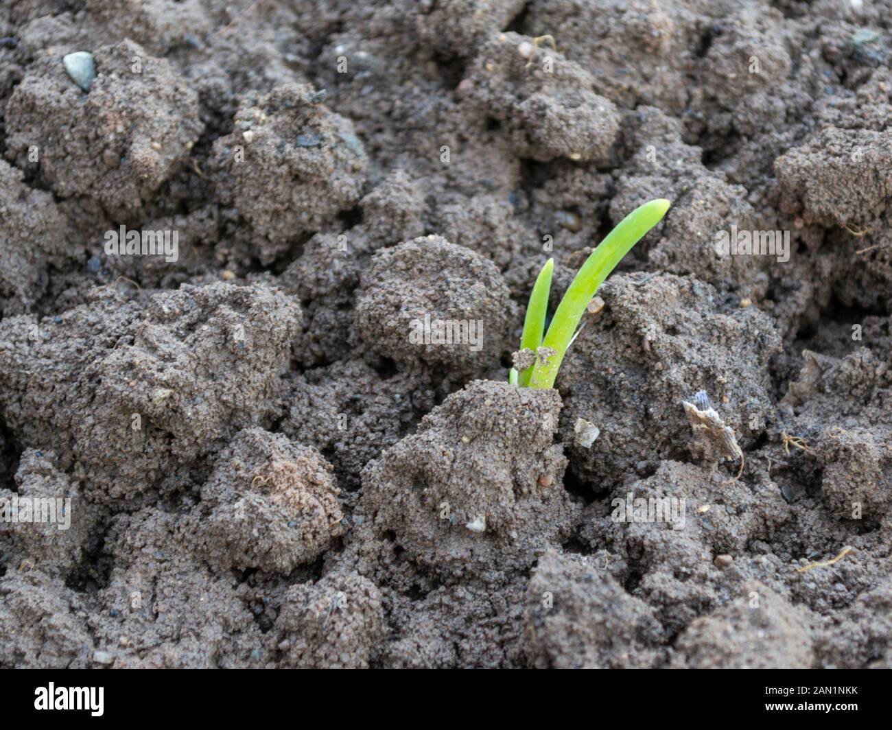 Giovane germoglio di cipolla in crescita in gennaio in giardino, Allium cepa Foto Stock