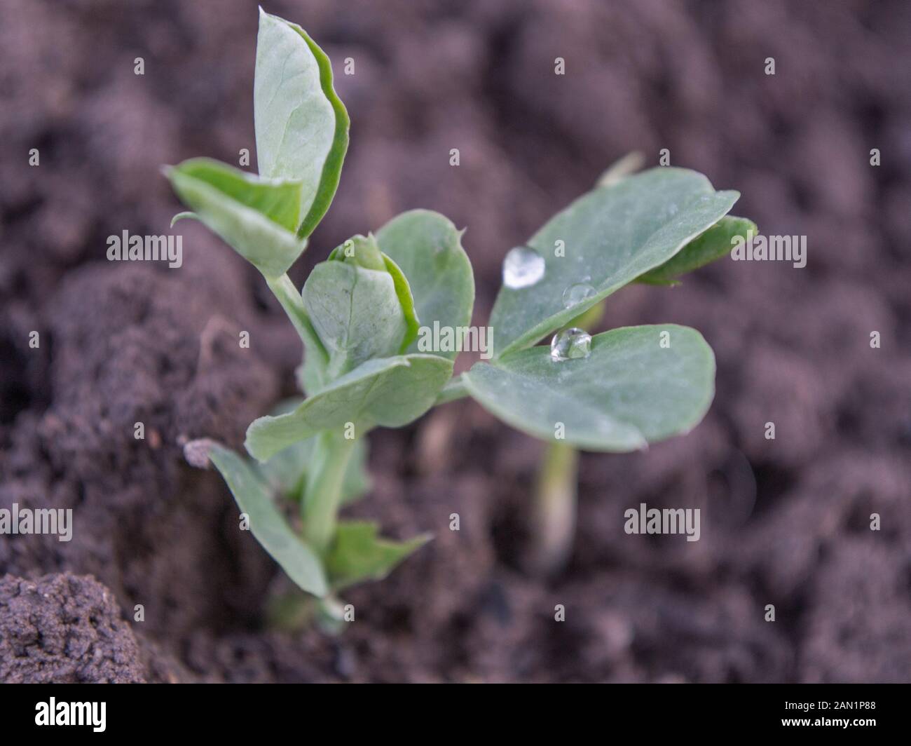Pisum sativum, pianta di Pisello germogliare in gennaio in giardino Foto Stock