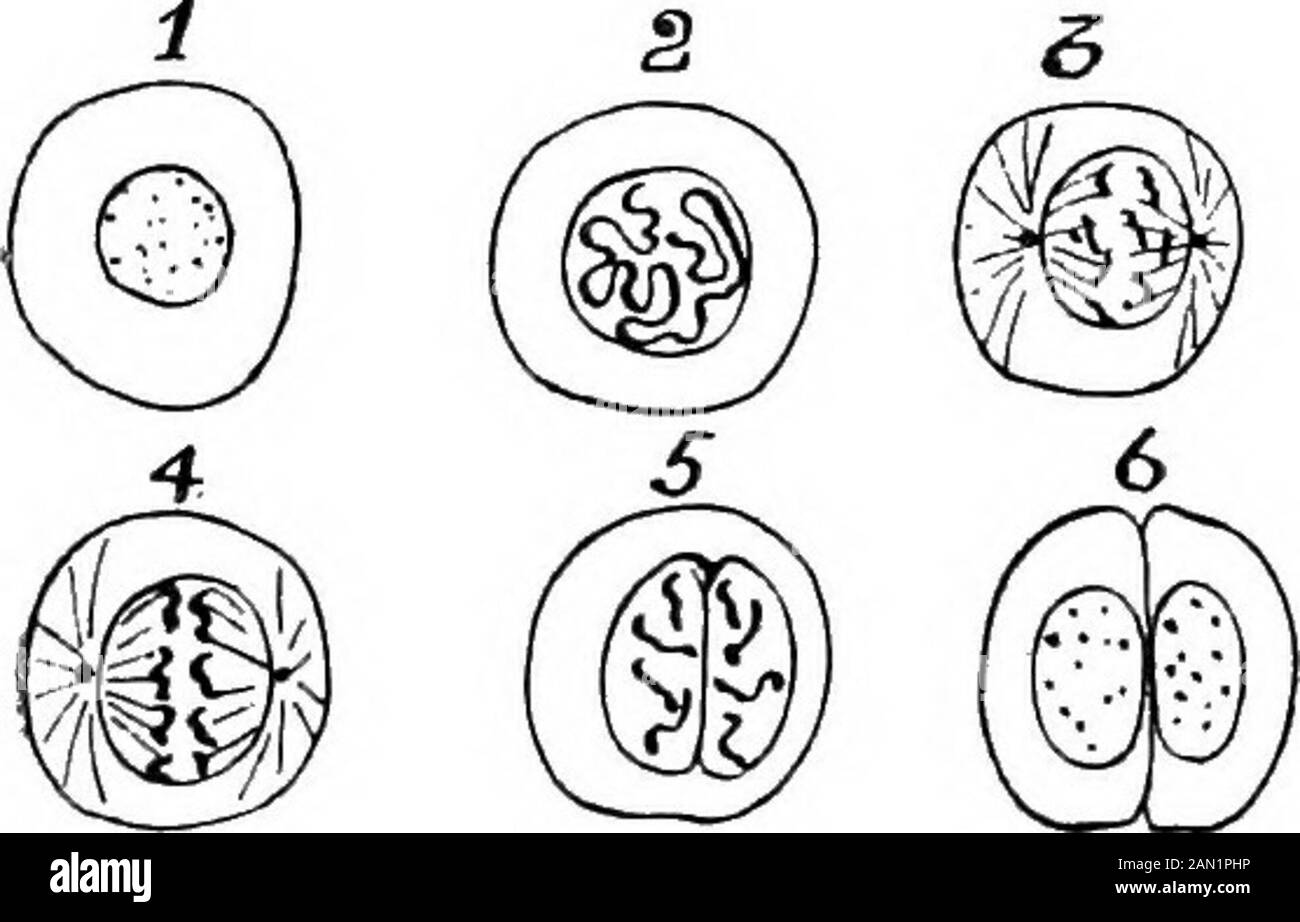 La filosofia della biologia . c5rtoplasm. All'interno del nucleo la sostanza isa distinguibile dal resto; è sdistratta in granuli ed è calledla cromatina (i). Quando la thecell sta per dividere la thischromatin diventa arrangiedina un filo a spirale lungo (2), ethen (3) questa filettatura cromatica si rompe in aste corte chiamate cromosomi. Ora compaiono due littlegranulato, uno ad ogni estremità del nucleo, e fili molto delicati, gli astanti, sembrano passare da eachof questi corpi verso i cromosomi (4). Eachof quest'ultimo poi si divide longitudinalmente in due, e un cromosoma dimezzato sembra essere disegnato da th Foto Stock