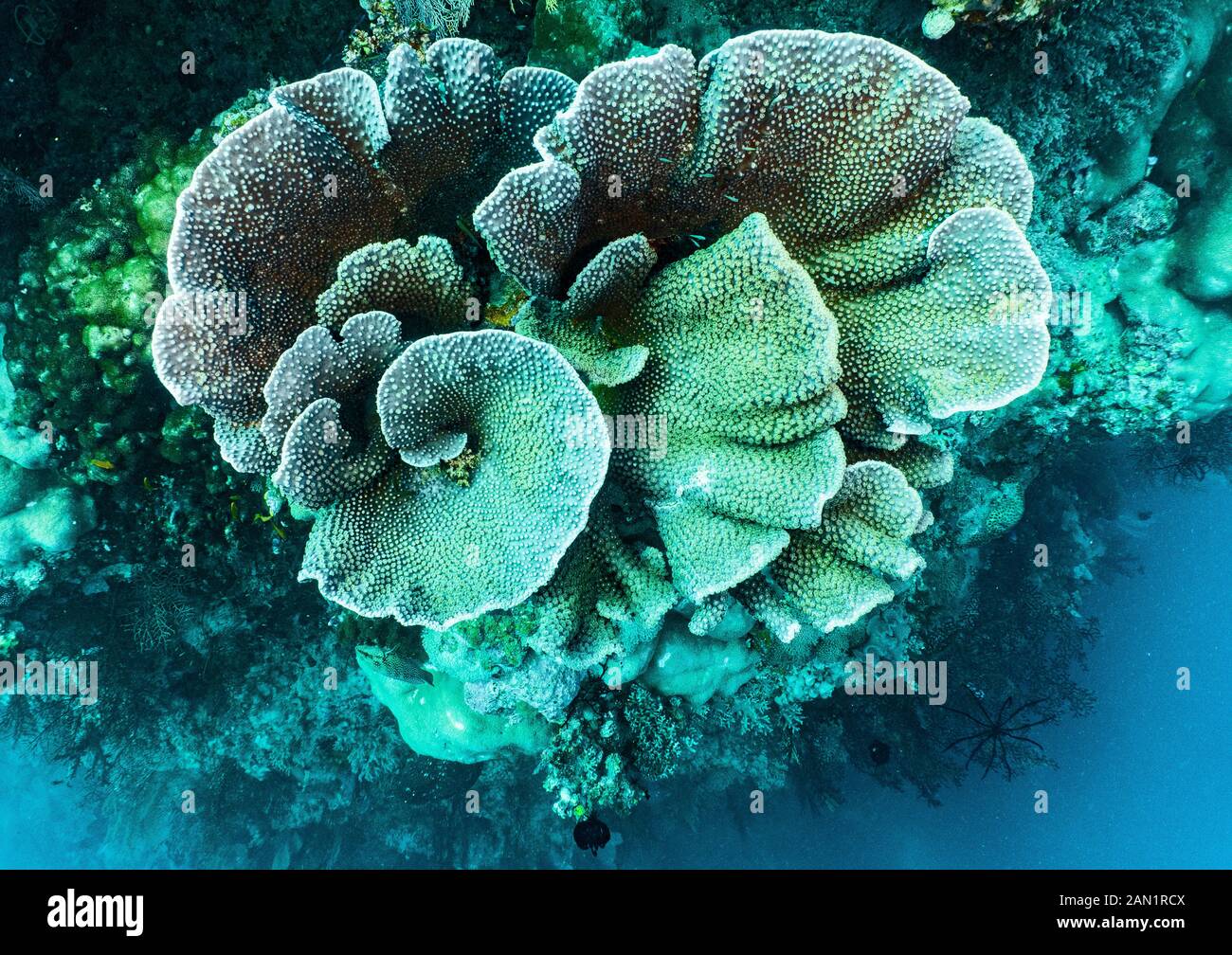 Foliose o corallo duro alla Grande barriera Corallina Foto Stock