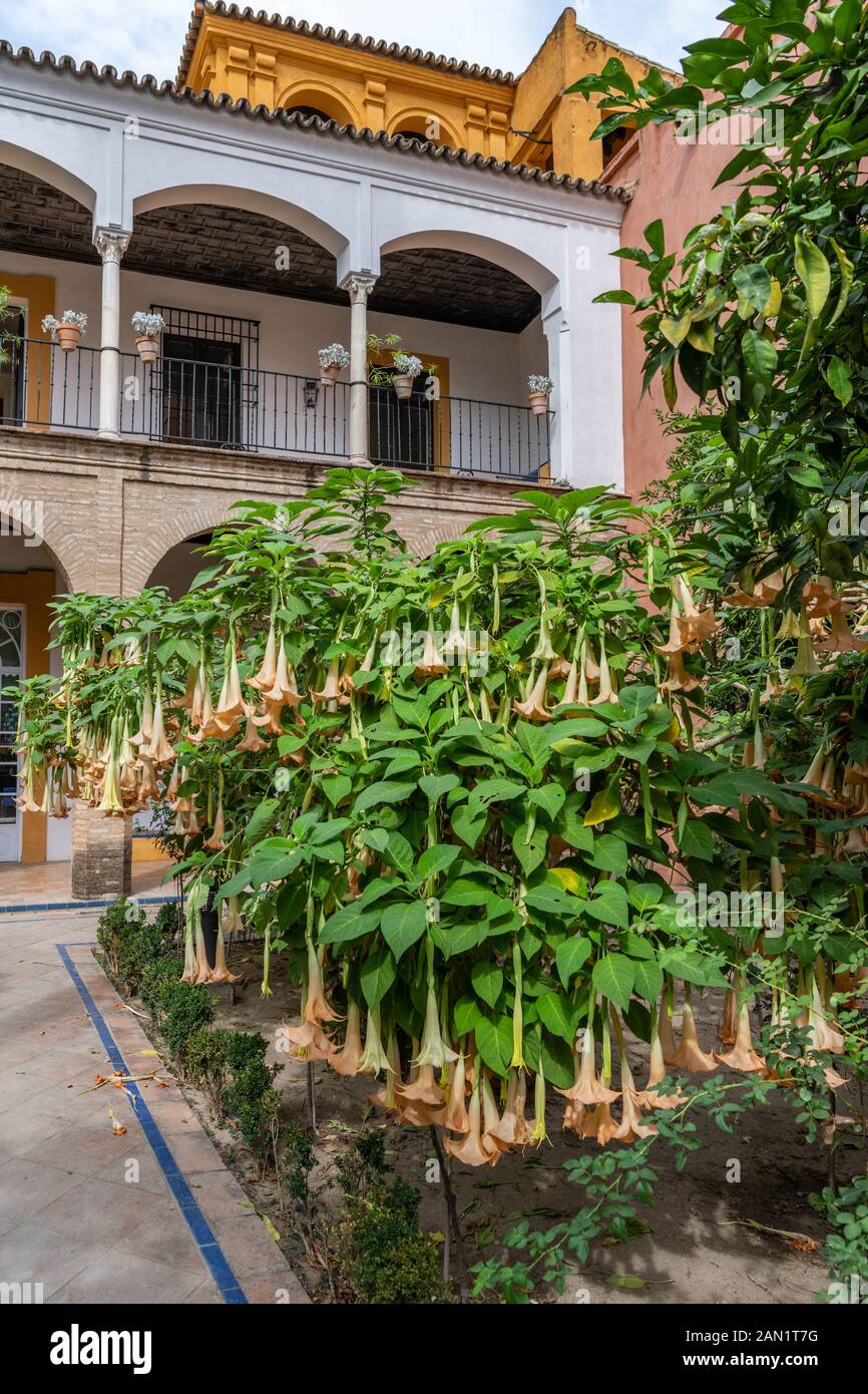 La Casa de Sol o Casa del Gobernador si affaccia su un grande Brugnasia versicolor (Trumpets di Angel) cespuglio nel Jardin de la Alcubilla, Real Alcázar Foto Stock