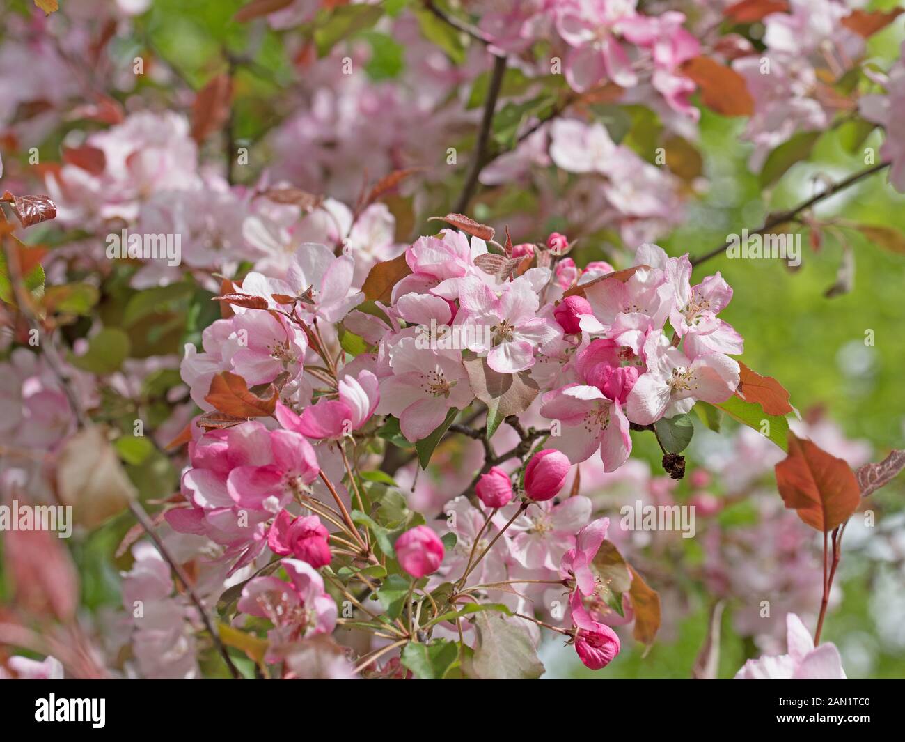 Fioriti melo in primavera Foto Stock