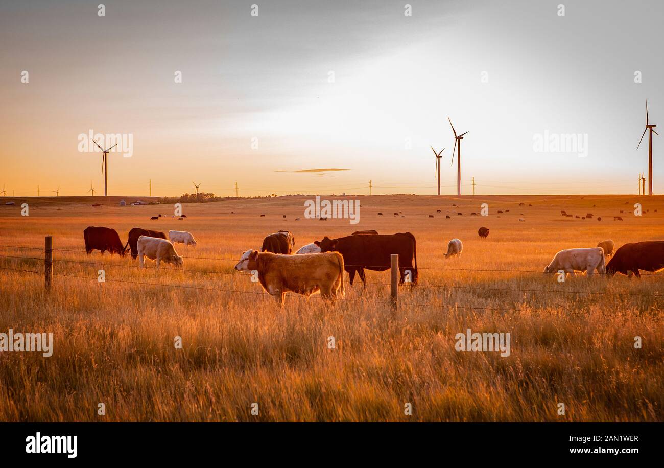 Eolico fattoria situata in campi di grano con bestiame Foto Stock