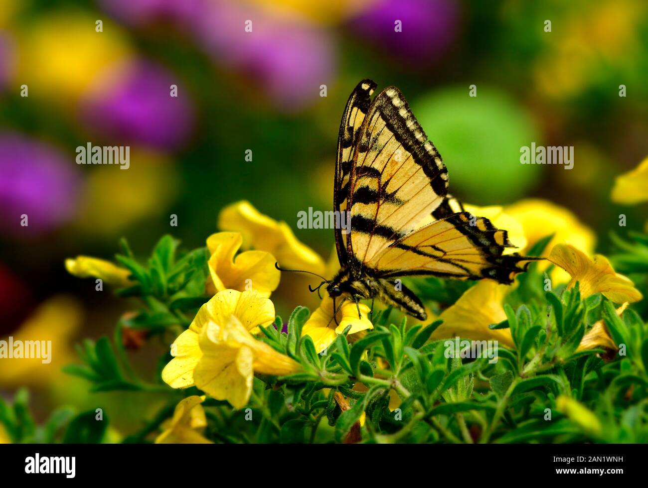 Una farfalla a coda di rondine Papillo canadensis, che beve nettare da un fiore giallo ai Giardini Devonion vicino a Devon Alberta Canada Foto Stock